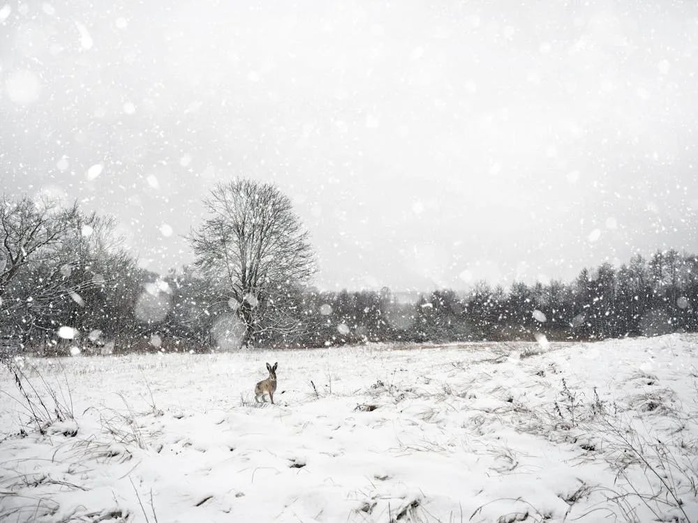 The Ministry of Environment explains where the Ukrainian snow has gone